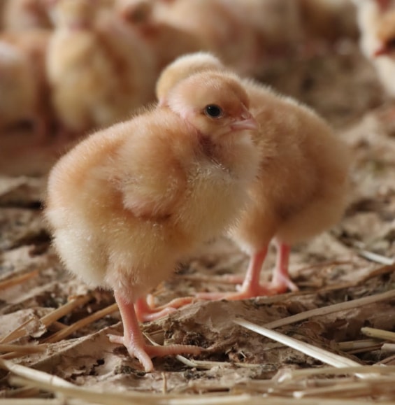 Plusieurs poussins jaunes se rassemblent sur le sol picorant et jouant dans la terre