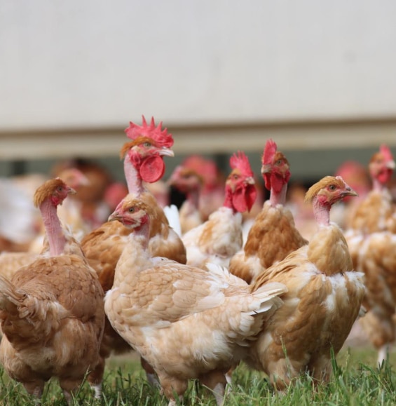 Un groupe de poules norvolailles se tient dans l'herbe verte